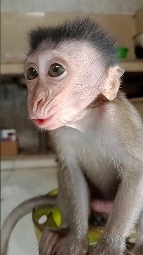 cute baby monkey crying for milk#monkey #feedshorts