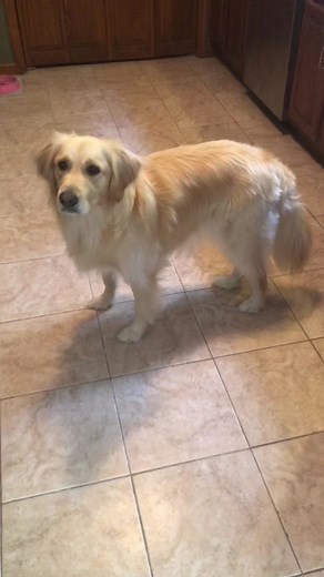 Golden Retriever Dog Dances for Dinner #dinner #funnydog #dancing #dancingdog #spinningdog #happydog #hungry #hungrydog