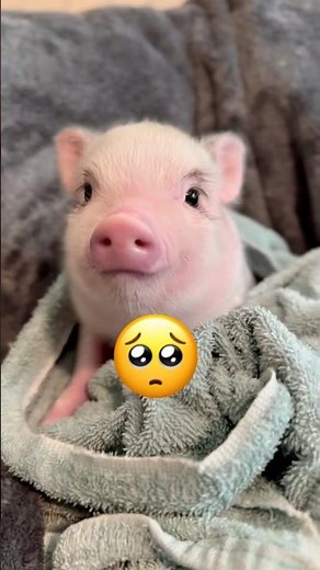 Cutest Pig to Hero 🥹#shorts #animals