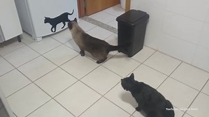 Cats curious over new refrigerator cat sticker