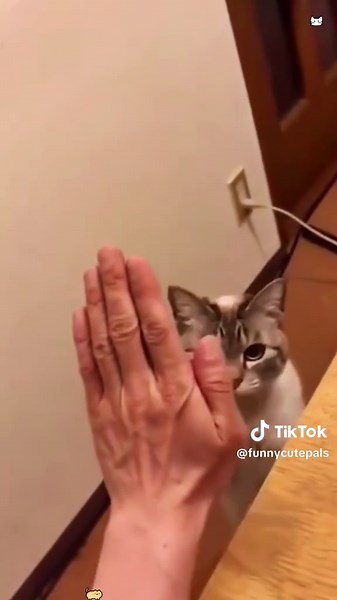 Polite Cat Videos That Will Melt Your Heart