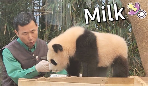 20240308 大熊猫睿宝户外喝盆盆奶，好乖巧可爱