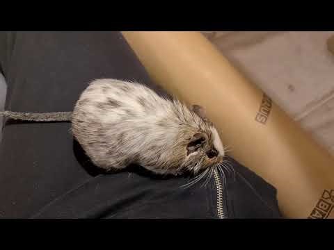 Degu Mona climbing on me in the play pen