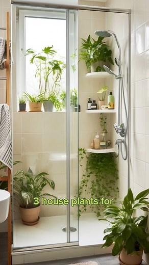 3 House plants for your shower. Discover three ideal house plants for your shower. #houseplant #PlantTok#showerplants #bathroomdecor #homedecor #shower#bathroomplants | RootGrowings