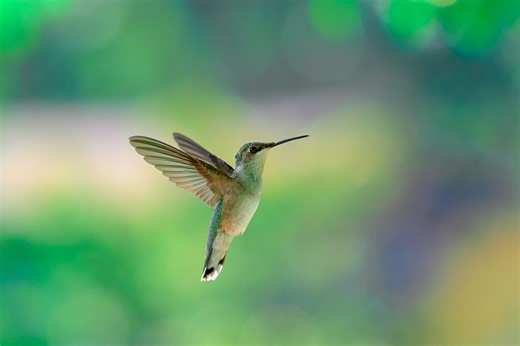 Hummingbirds on the move: When will they arrive in Missouri?