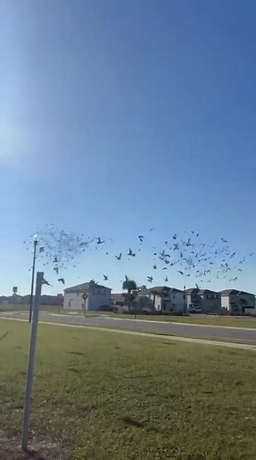 5.5K views · 187 reactions | Release in Newberry at 9am | Flamingo International Challenge One Loft Race | Facebook