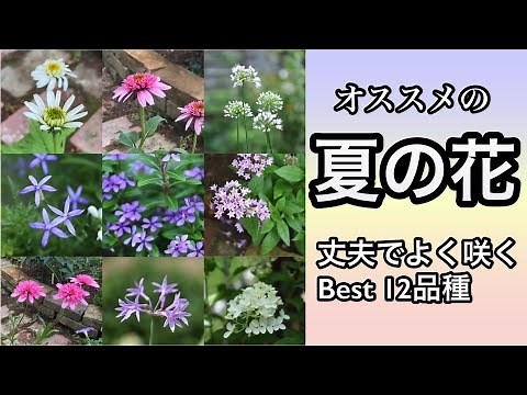 【夏の花壇にオススメ・暑さに強い花12選】【ガーデニング】