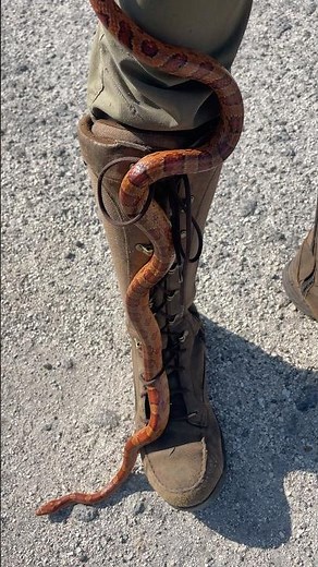 Testing out the snake boots! 🐍 . . #ratsnake #boots