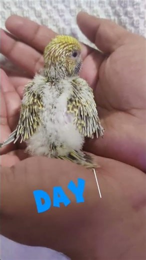 Growth stages of English Budgie!!😍✨🐣 #day #baby #budgie