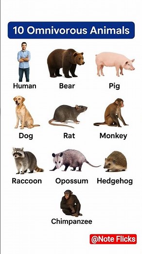 Omnivorous Animal | 10 Omnivorous Animal | Omnivorous Animal Name | Carnivorous Omnivorous | Animals