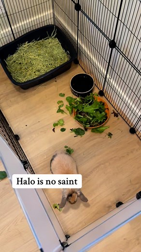 Halo has recently been jailed. At 14 weeks old, this intact male bunny decided that peeing on the sofa and pooping on the bed were acceptable choices. As a result, he’s now in a small enclosure and will be following my potty training protocol to reinforce proper litter habits. | Rabbit Pals
