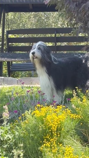 Keeping cool on a hot day! #doglife #beardedcollie #collie #shaggydog #cutedog #doglove #shorts