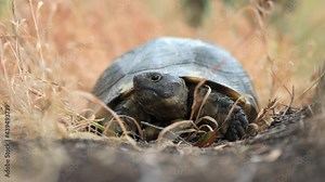 (Selective focus) Stunning view of a Sardinian Marginated Tortoise walking in the wild. The marginated tortoise (Testudo marginata) is a species of tortoise in the family Testudinidae.