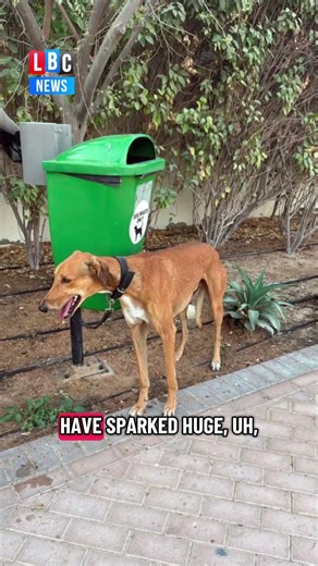 Iran war: Dubai residents abandoning pets as they flee city