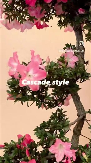 2.9K views · 250 reactions | Now blooming in our pavilion.  Satsuki azalea (Rhododendron x indicum ‘Kakuo’); in training since 1975; originally created by Hayato Nakayama. #盆栽 #bonsai #bonsaiinspiration #bonsailife #bonsailove #bonsailovers #bonsaist #bonsaistyle #bonsaitree #bonsaiusa #bonsaiworld #durationalart #environmentalart #fortheloveofbonsai #livingart #livingsculpture #nonprofitmuseum #getoutside #thingstodo #FederalWay | Pacific Bonsai Museum | Facebook