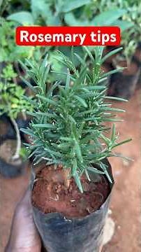 Rosemary Tips 🪴🤭🪴🤭🪴🤭🤭 #shorts #viral;video #shortsviral #garden