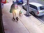 Horrifying moment a chihuahua is mauled to death on Sydney's Northern Beaches