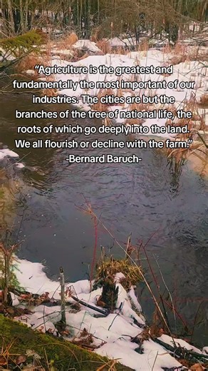 Why Agriculture Is the Foundation of Civilization “Agriculture is the greatest and fundamentally the most important of our industries.” Bernard Baruch understood something modern society often forgets: every city, economy, and food system depends on the land. When farms are strong, nations flourish. When agriculture struggles, the entire system feels it. Understanding the role of farming and food production is the first step toward real resilience and self-sufficiency. #agriculture #homesteading