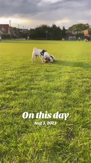 Roseyvictoriax on TikTok