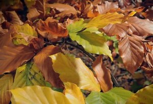 One Strange Rock: Seasons