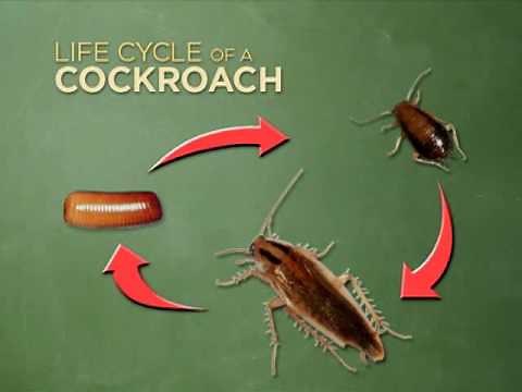 Gentrol IGR Part 1: Roaches- Stop the Cycle of Infestation - Introduction by Zoecon