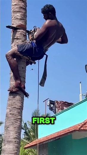 Tree Cutting Mistake You Should Know #explore