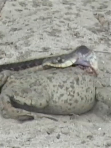 569K views · 1K reactions | The snake vs frog | Fog Town Bistro | Facebook