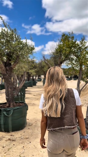 Ancient, gnarly olive trees 🙏🏼fresh and full of quiet strength. At home, they purify the atmosphere, attract harmony, and serve as a daily reminder of the importance of stillness. They transform the energy of any corner…🤩 🏠 | Margaret River Trees