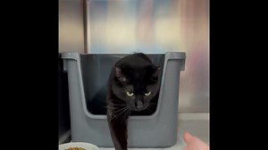 56 reactions · 24 shares | Scooch is a black beauty who could use a...