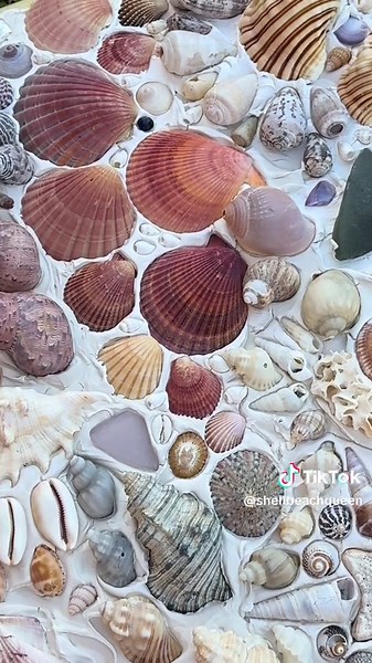 Explore the Art of Shell Finding at the Beach