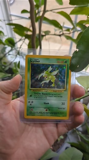 Scyther Error Missing Jungle Symbol #pokemon #pokemoncards #scyther #pokemontcg #pokemonjungle