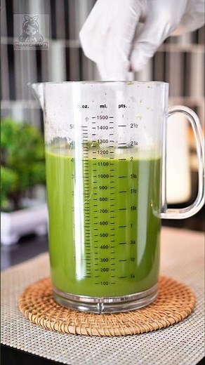 Green tea brewed in a 1.1-liter pitcher (cost-effective) #greentea #brewingtea #drinkrecipe