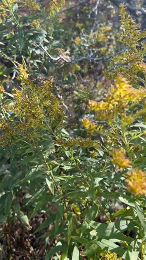 Puffball Heaven! Who wants Fried Puffball Slices in butter, or Puffball Pizza, how about Puffball Parmesan with Puffball Soup! | Henry Bendik