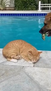 3.7K views · 44 reactions | The dog plays a frog prank on the cat while it's sleeping.   100% AI video for fun & laughs! Every scene is digitally created — no real animals, babies, or people.  Enjoy and share!  No reuploads. #AIreel #AIfunny #AIanimals #AIfun #CreativeAI #AIvideo #AImagic | Mixly Moments | Facebook