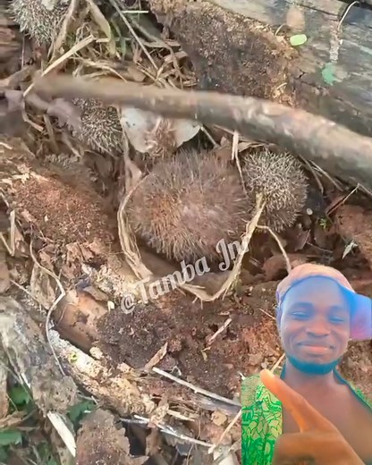 How do you call this animal in your language? #hedgehoglife #hedgehog #animals | Tamba Jnr