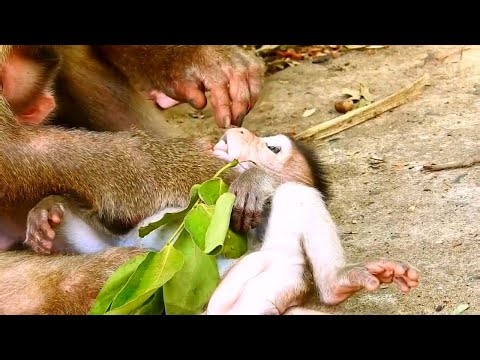 🔴Live: Ductor Teeth..? Funny Second Trying To Check Little Baby Teeth