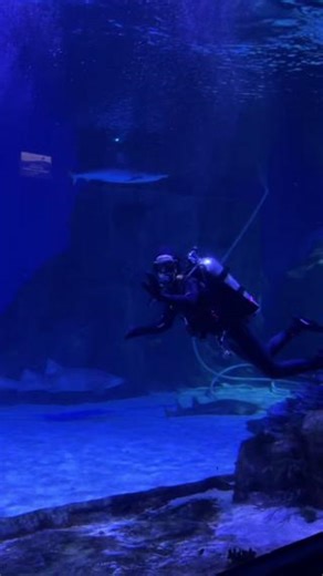 9.1K views · 99 reactions | We have an amazing dive volunteer program here at Loveland Living Planet Aquarium. And today, as part of a two-part volunteer diving series, we are getting a glimpse into what it's like to dive in our shark habitat!麗 A special thank you to Isabelle Jane for being willing to share her story with us! 錄 | The Living Planet Aquarium | Facebook