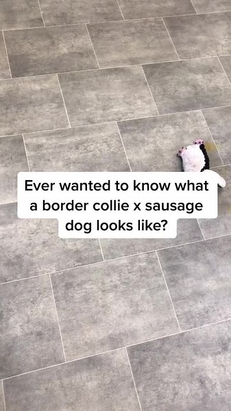 Border Collie and Dachshund Mix: What to Expect