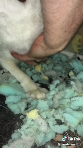 The White Red Fox®️ on TikTok