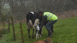 Calving cows and collecting calves