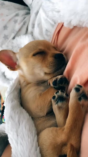 Adorable Puppy Boop Moments That Melt Hearts