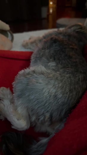 Bedtime Routine with Jann Arden's Sweet Dog