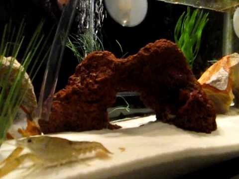 How to Clean Sand in a Fish Tank