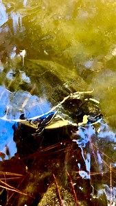 Can Turtles SURVIVE Under ICE??! 🥶 🐢🐢 #hibernation #brumate #turtlesunderice #icefishing #icelife #reptilesofinstagram #reptilefacts #animalfacts #reptileeducation #turtlesofinstagram #sliderturtle #yellowbelliedslider #paintedturtle #turtleneck #turtles #turtle #reptiles #otistheturtle #gardenstatetortoise | Garden State Tortoise