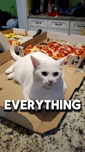 5 Weird Cat Habits #trending #cat #ai #funny #catlovers #catlovers #catshorts #catvideo #catlife