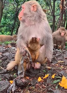 Poor injured monkeys, what happened to them | Monkey Dody
