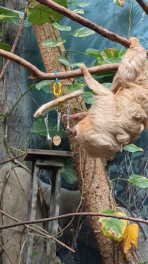 29K views · 501 reactions | Slothra, our Hoffmann's two-toed sloth, enjoys a mashed banana treat!  Keeper Emily | Henry Vilas Zoo | Facebook