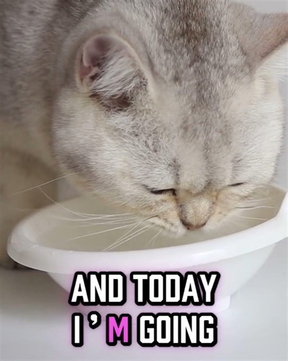 The Wet Food Revolution: How I Finally Got My Cat to Drink More