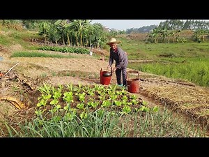 How My Grandma Grow Vegetables | Chinese Vegetable Gardens | Rural China