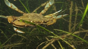 NATURE IN THE NEIGHBORHOOD: The plant that can save the planet